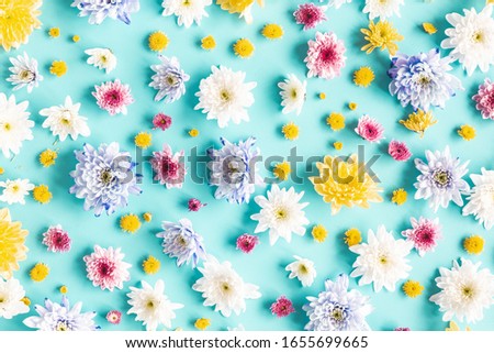 Flowers composition. Pattern made of chrysanthemum flowers on blue background. Spring concept. Flat lay, top view