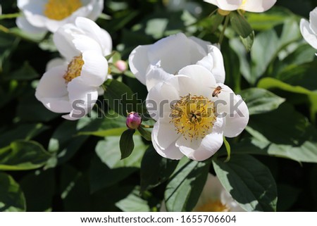 Rose bush with a lot of blooming white roses. Beautiful flowers photographed during a sunny spring day in Finland. Blossoming garden flowers with a lovely scent in a closeup color image.