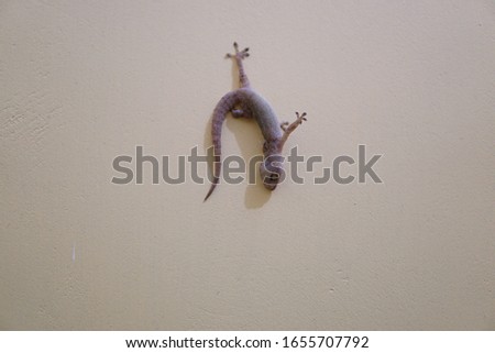 the lizard died but still clings to the wall