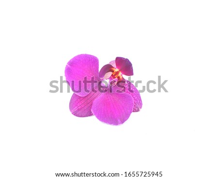close up purple orchid blossom on white background
