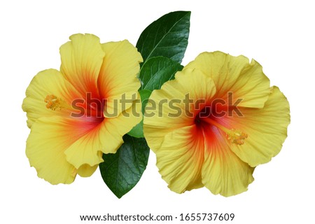 Yellow hibiscus on white background with path Royalty-Free Stock Photo #1655737609