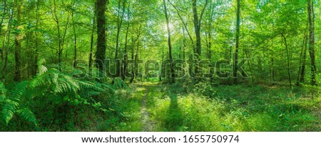 Landscape of enchanting deciduous forest with footpath in spring as panorama