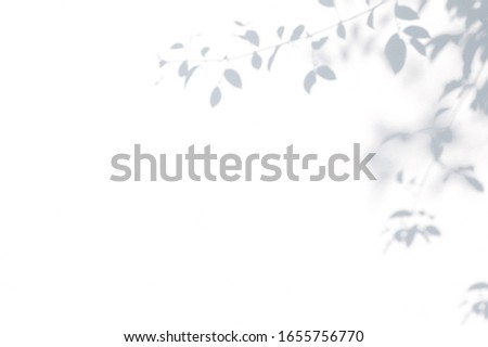 abstract background of shadows leaves on a white wall. White and Black.