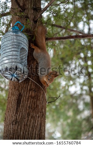 A squirrel on a tree eats from a feeder. City Park, tame animals, bird food. Nimble animal.