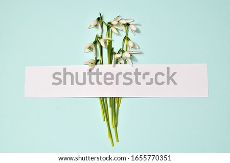 Spring snowdrops pattern. Snowdrops flowers with white stripe in the middle of picture on trendy mint blue background. Fashion photography for your design, tender pastel colors tones, place for text