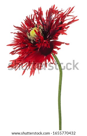 Studio Shot of Red and Purple Colored Poppy Flower Isolated on White Background. Large Depth of Field (DOF). Macro. Close-up.