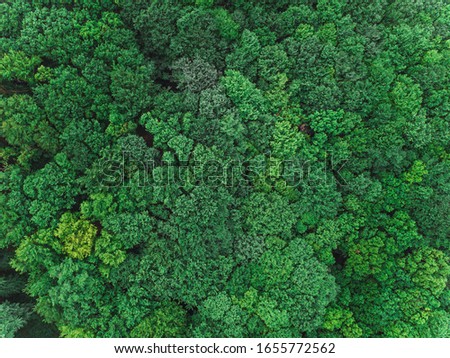 Texture of beautiful green forest 