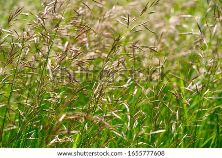 Texture, background, pattern, Shallow depth of field, grass in the meadow, vegetation consisting of typically short plants with long narrow leaves, wild or cultivated on lawns and pastures