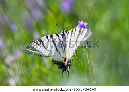 Scarce Swallowtail butterfly sitting on wild lavender flowers. Butterfly sailboat, striped, sit on a flower of purple lavender.