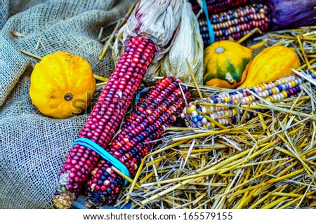 indian decorative corn on farm display