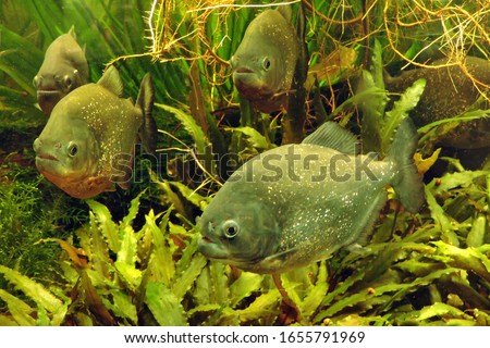 A school of piraya piranhas swimming in a tank, green plants in the background