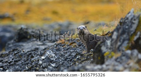 Wild european otter on the Isle of Mull, Scotland, UK 