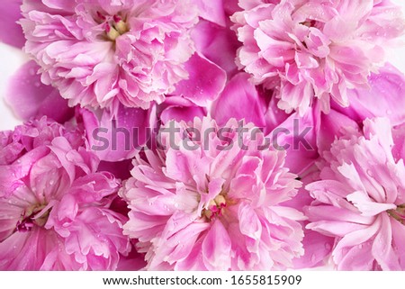 Pink peony flowers texture background. Spring and flowers