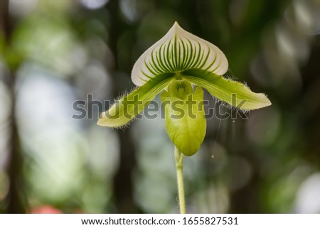 Paphiopedilum venus slipper, lady shoes orchid flower with green and white petal,  blur bokeh background