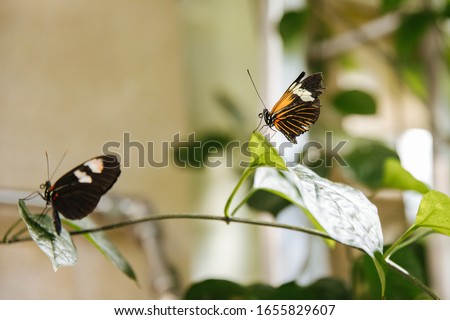 Butterfly sitting on a leave