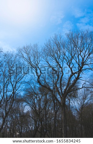  Forest in the winter. In the spring. Without leaves. Against the background of blue sky. Season