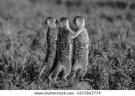 African Meerkat family of three hugging and watching guard. black and white portrait. 