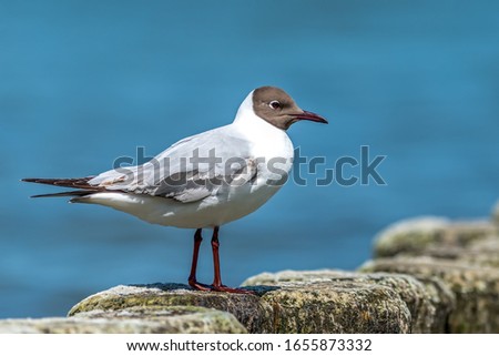 A black headed gull stands on a breakwater Royalty-Free Stock Photo #1655873332