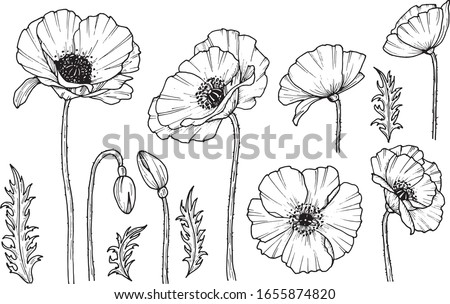 Hand darwn vector poppy flower. Eps 10 illustration. Poppy drug icon. Isolated on white background. Dooodle drawing. Floral design. Line-art Royalty-Free Stock Photo #1655874820