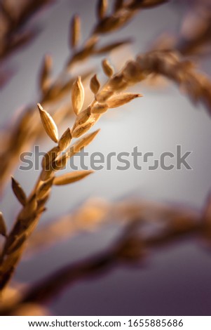 Spikelet of corn on a purple background on a sunny day. Flowering season of the corn crop. Background design