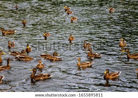 Group of ducks swimming in big green pond 