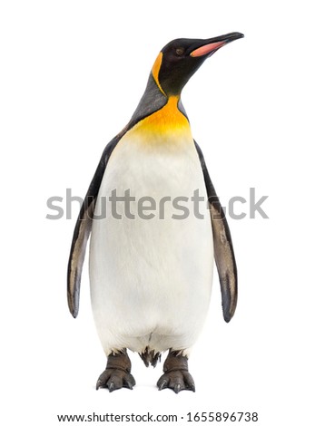 King penguin facing at the camera, isolated on white