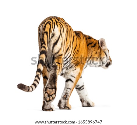 Back view of a tiger walking ok going away, big cat, isolated on white Royalty-Free Stock Photo #1655896747