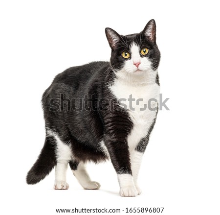 Black and white crossbreed cat standing, isolated on white Royalty-Free Stock Photo #1655896807