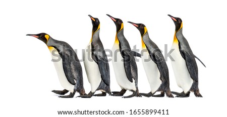 group of King penguins walking in a row, isolated