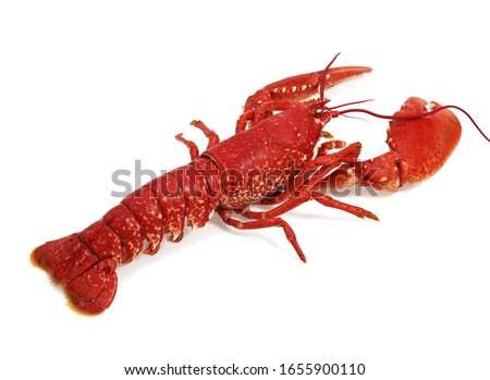 Boiled Lobster, homarus gammarus against White Background  Royalty-Free Stock Photo #1655900110