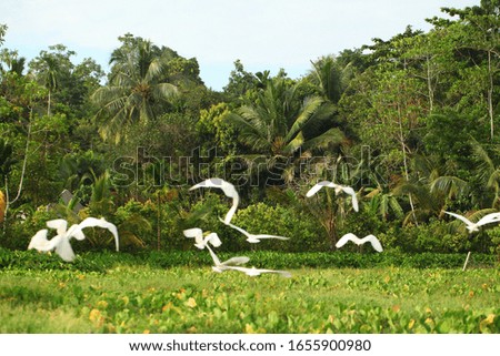 birds with a large beak on long legs fly over a tropical field in Sri Lanka.