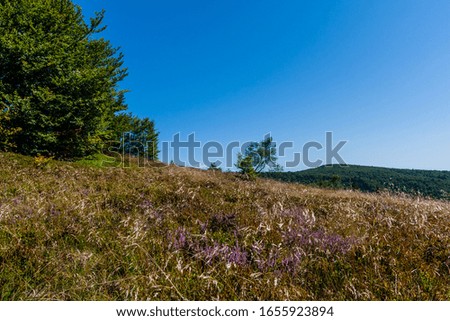 Mountain meadows with heather in Beskid Sadecki Mountains, Poland