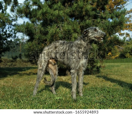 Scottish Deerhound Dog, Male   on grass Royalty-Free Stock Photo #1655924893