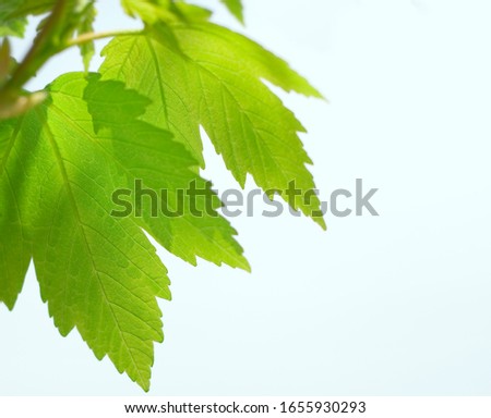 macro of green leaves on the blue sky