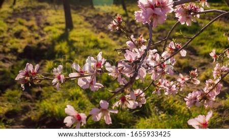 Beautiful unfocused background photo of spring flowers on tall almond trees that bloom first in spring in February and March