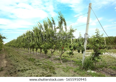 Young grapes with leaves. Fruit. Vineyard in early summer time . Plantation of grapes bearing vines in spring. Grapevine. Agriculture. Young grapes with leaves. Fruit. Vineyard agrecultural meadow.
