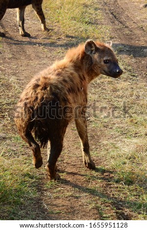 hyena at masai mara, kenya