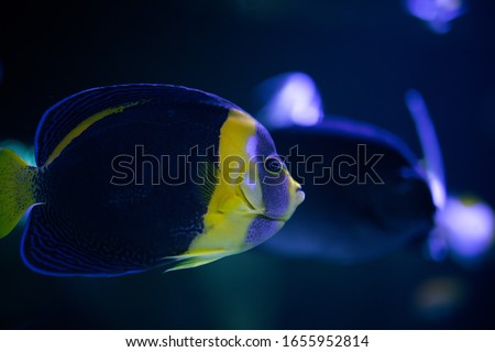 Beautiful tropical fish with colorful bokeh