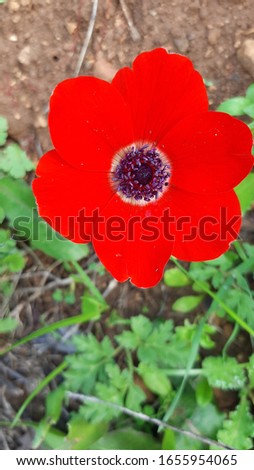 Anemone with red petals against green leaves