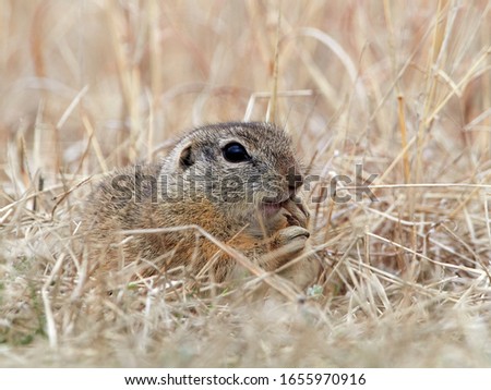 European ground squirrel in natural habitat (Spermophilus citellus)