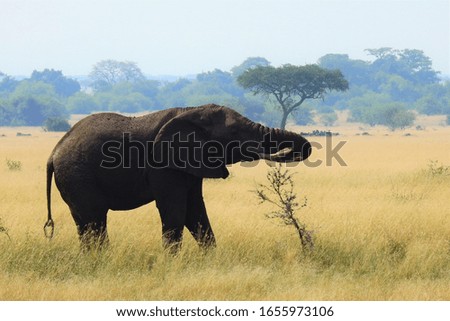 eating elephant at serengeti national park, tanzania