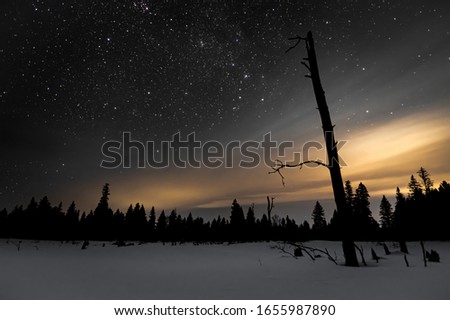 A winter scene with hazy moonlit clouds in the night sky full of stars.  One large dead tree in the foreground and a line of silhouettes of pine trees.