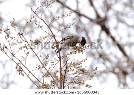 wild bird eurasian bullfinch is on branch