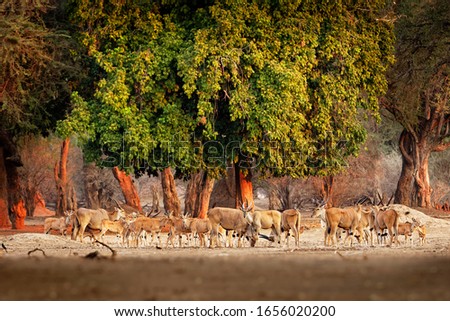 Herd of Common Eland - Taurotragus oryx also the southern eland or eland antelope, savannah and plains antelope found in East and Southern Africa, family Bovidae and genus Taurotragus. Royalty-Free Stock Photo #1656020200