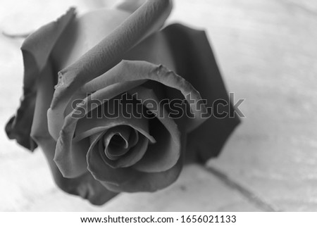 A black and white picture of a rose on a wooden floor