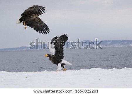 Eagle of the sea: Often called the world’s most magnificent bird of prey, the Steller’s sea-eagle is dark, impressive, the largest of all sea-eagles, and the heaviest known eagle
