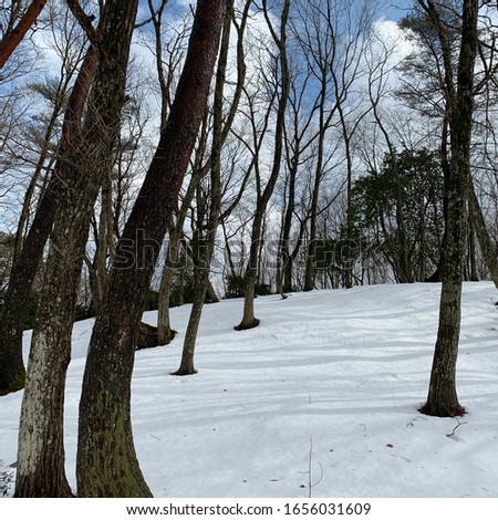 the condition of the forest covered by snow