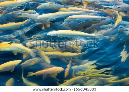 Water and fish bottom, goldfish