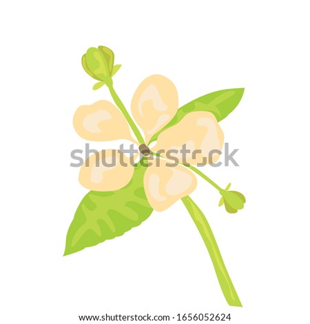 Isolated watercolor flower. Spring season - Vector illlustration