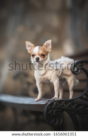 A small Chihuahua in a pink dress standing on a wooden bench against the background of a building in the old town